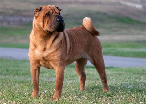 map of where shar peis are in china